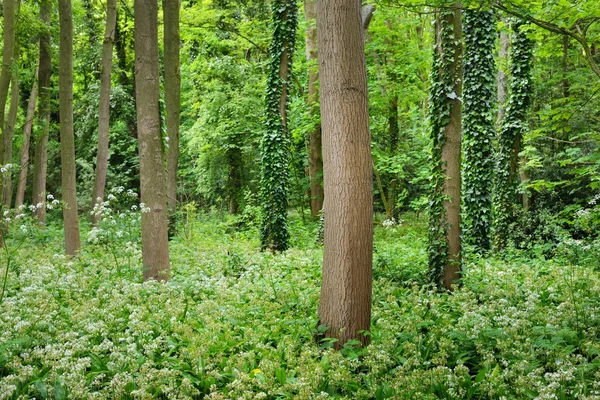 Прогулка в лесопарке Стохемхёве — стоковое фото