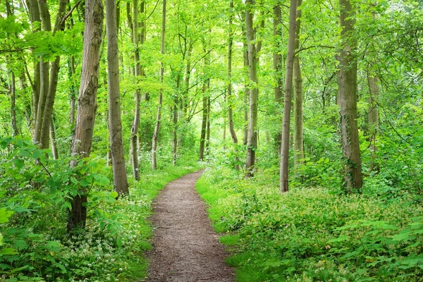 Walkway in Stochemhoeve forest park — Stock Photo, Image