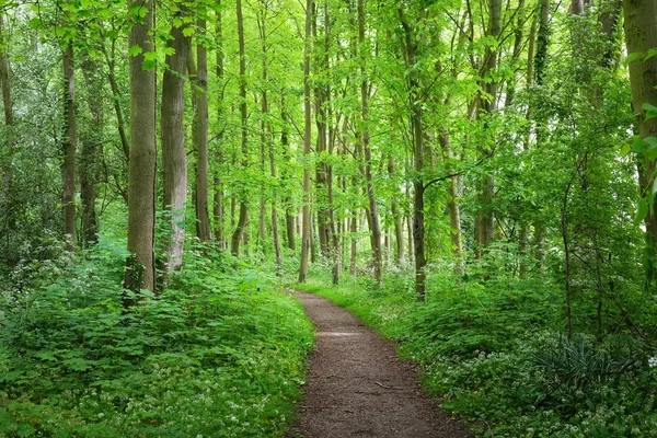 Доріжки в Stochemhoeve лісопарку — стокове фото