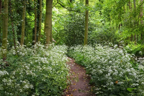 Walkway in Stochemhoeve forest park — Stock Photo, Image