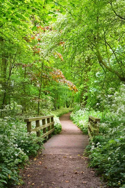 穿过森林公园的通道。开花的野生大蒜（Allium ursinum） 。荷兰莱顿Stochemhoeve 。风景如画的全景春景.旅游目的地、生态旅游、生态、自然、季节 — 图库照片