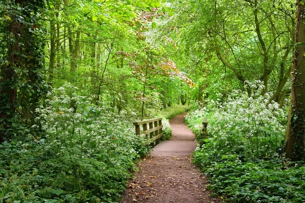 森林公園内の小さな橋。野生のニンニク(アリウムウルシヌム)を開花させます。オランダ・ライデンのストッケムヒーブ。絵のようなパノラマの春のシーン。旅行先,生態系,自然,季節 — ストック写真