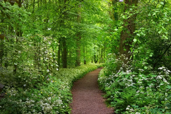 Chodník v Stochemhoeve forest park — Stock fotografie