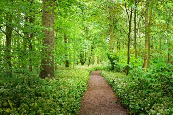 Gehweg im Waldpark Stochemhoeve — Stockfoto