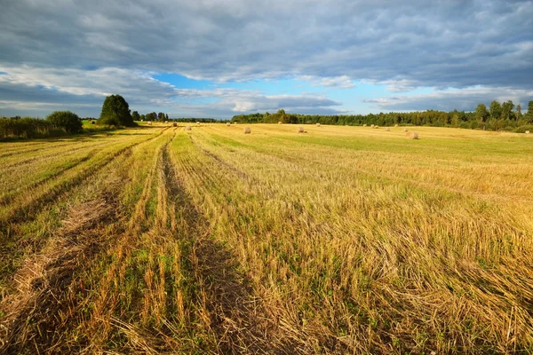 Сільськогосподарське поле в сільській місцевості — стокове фото