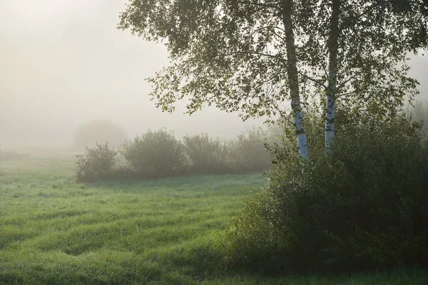 Morning fog above the field — Stock Photo, Image