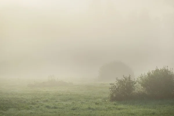 Nevoeiro da manhã acima do campo — Fotografia de Stock