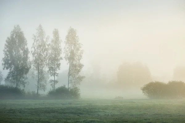 Nevoeiro da manhã acima do campo — Fotografia de Stock