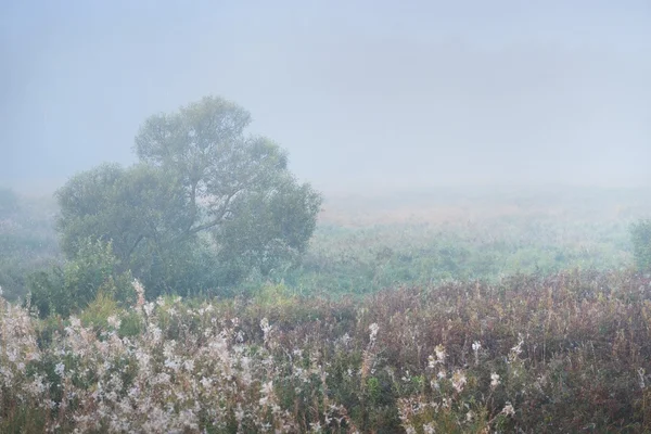 Ομίχλη το πρωί πάνω από το πεδίο — Φωτογραφία Αρχείου