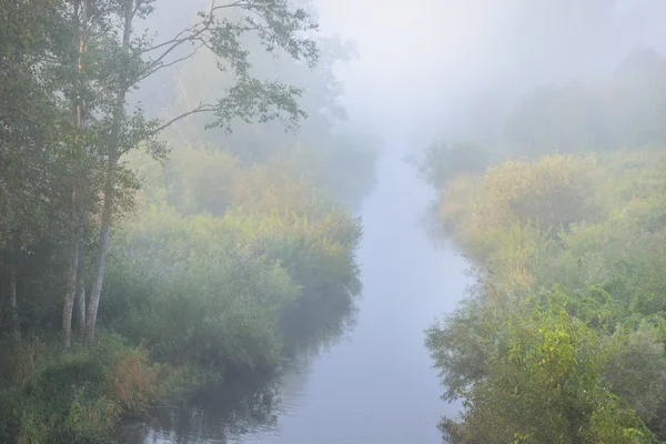 Morgendlicher Waldfluss — Stockfoto