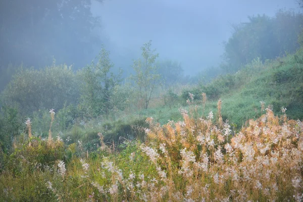 Brouillard matinal au-dessus du champ — Photo