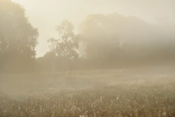 Morning fog above the field — Stock Photo, Image