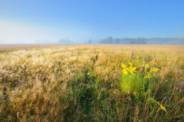 Ranní mlha nad polem — Stock fotografie