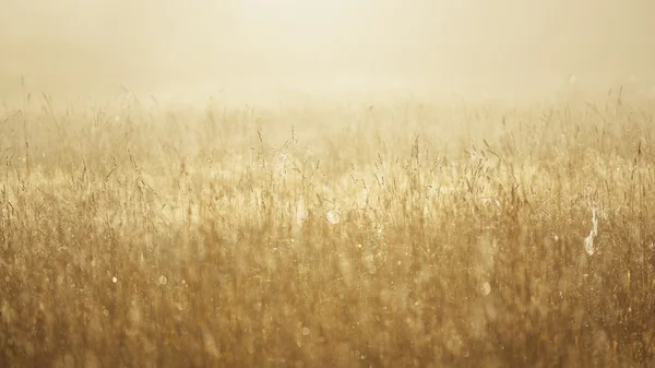 Mlhavé ráno pole — Stock fotografie