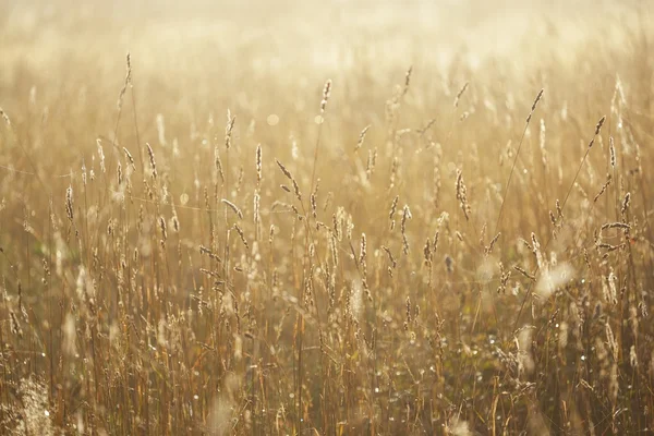 Misty morning field — Stock Photo, Image
