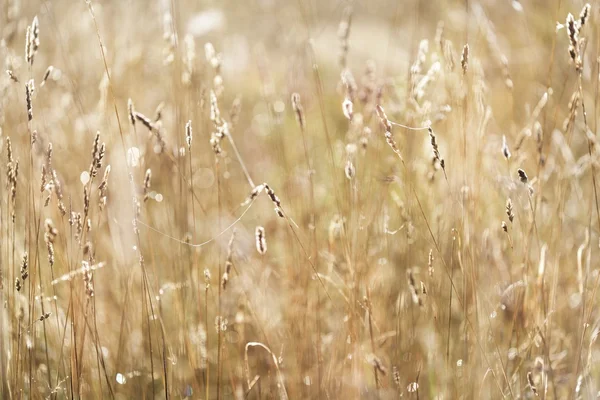 Misty morning field — Stock Photo, Image