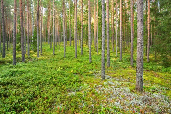 Bosque de pino en latvia — Foto de Stock