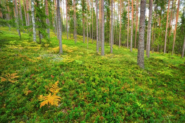 Forêt de pins en latvia — Photo