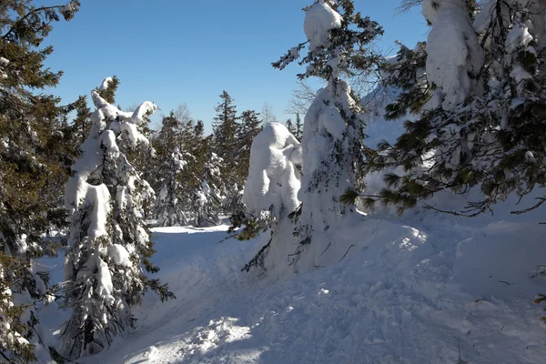 Winter, sneeuw bedekte bos op de top van Mount wit. Nizjni Tagil. Rusland. — Stockfoto