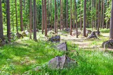 Güneşli orman sahnesinde yemyeşil çam ağaçları