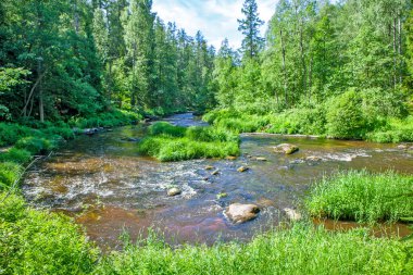 Nehir ve yemyeşil ormanlarla dolu yaz manzarası