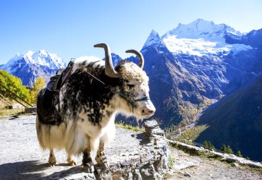 Arka planda dağlar olan bir öküz. Dombay. Karachay-Çerkessia. Kafkaslar. Rusya