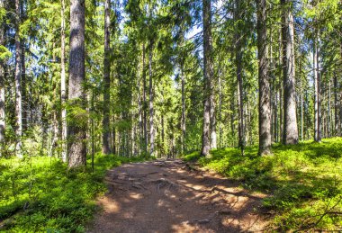 Bereketli yeşil ormanın manzarası