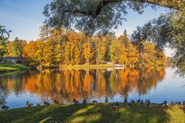 Gölü olan sonbahar parkı manzarası