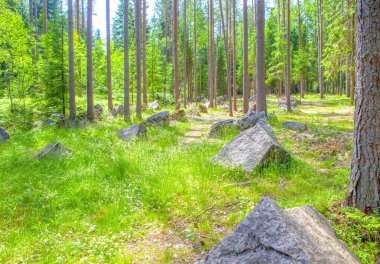 Güneşli orman sahnesinde yemyeşil çam ağaçları