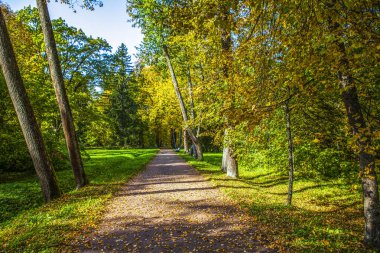 Sarı ve yeşil ağaçlı güzel sonbahar parkı
