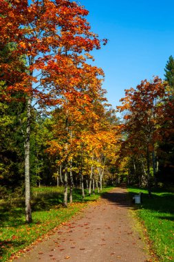 Sarı ve yeşil ağaçlı güzel sonbahar parkı