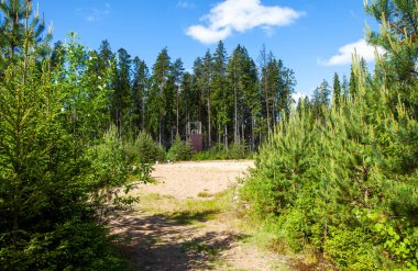 Bereketli yeşil ormanın manzarası