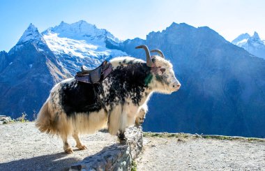 Arka planda dağlar olan bir öküz. Dombay. Karachay-Çerkessia. Kafkaslar. Rusya