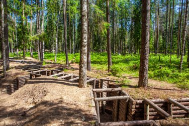 Güneşli orman sahnesinde yemyeşil çam ağaçları