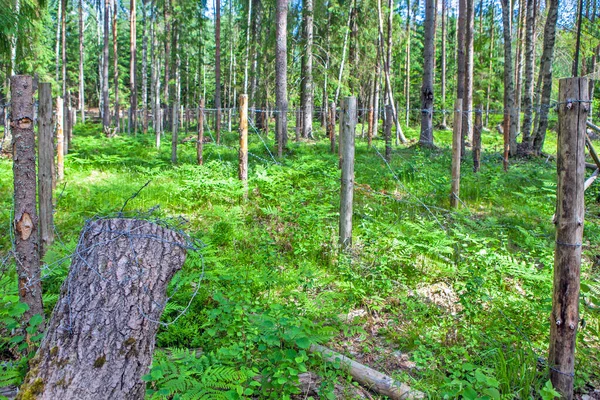 Lush Green Pine Trees Sunny Forest Scene — Stock Photo, Image