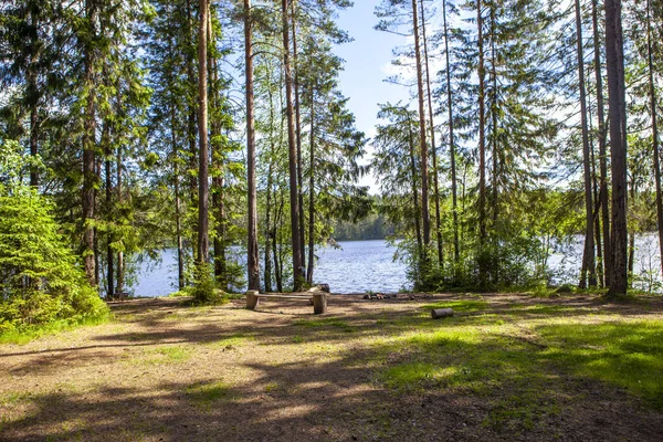 Floresta Conífera Pitoresca Com Vista Para Lago Longo Longo Ilyichevo — Fotografia de Stock