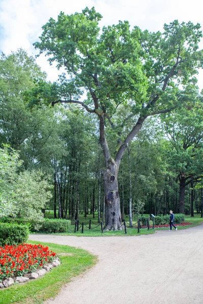 Engelse Eik Wordt Aangenomen Dat Deze Eik Oudste Het Sestroretsk — Stockfoto