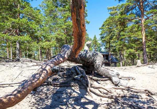 Picturesque Tree Growing Parallel Ground Koyonsaari Island Southeastern Part Ladoga — Stock Fotó