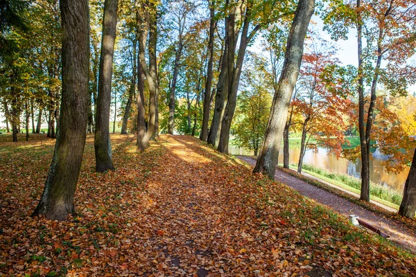 Autumn Park Scene Fallen Leaves — Stock Photo, Image