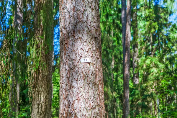 Buja Zöld Fenyő Fák Napfényes Erdő Jelenet — Stock Fotó