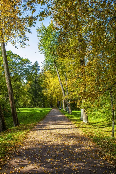 Beautiful Autumn Park Yellow Green Trees — Stock Photo, Image