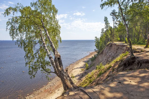Балтійська Морська Сцена Піщаним Берегом Сосновими Деревами — стокове фото