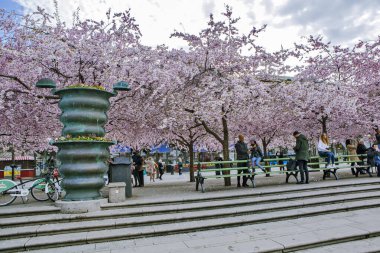 Çiçekli sakura ağaçları ve Stockholm 'deki King' s Garden 'daki insanlar.