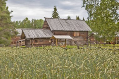 Köylü evinin arka planında çavdar tarlası. Dvina sektörü. Devlet Tahta Mimarlık Müzesi ve Rusya 'nın Kuzey Bölgeleri Halk Sanatı 