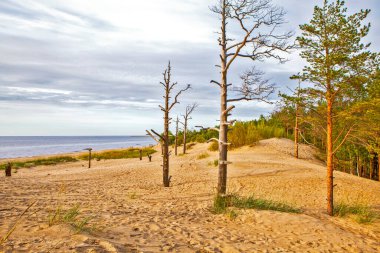 Beyaz Deniz kıyılarındaki ağaçlar ve kumullar. Yagry Adası. Severodvinsk. Arkhangelsk bölgesi