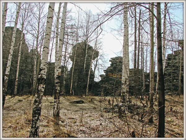 Gammal Skog Vintern Med Träd Och Växter — Stockfoto