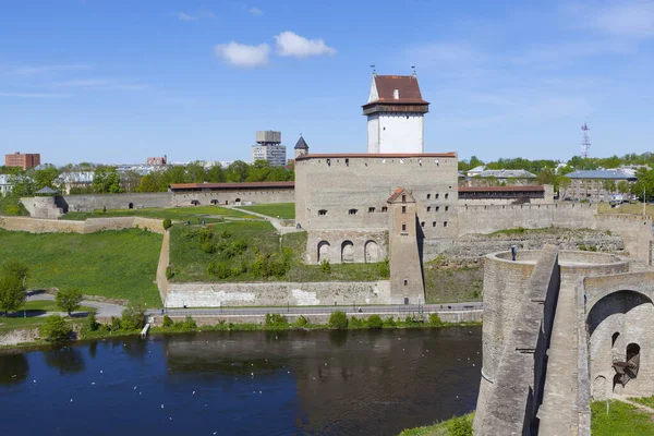 依凡哥罗德要塞和纳尔瓦城堡的城墙和塔楼 赫尔曼的城堡Ivangorod 列宁格勒地区2017年5月30日拍摄日期 — 图库照片