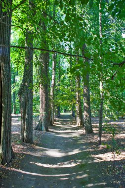 Ormanda yeşil ağaçlar