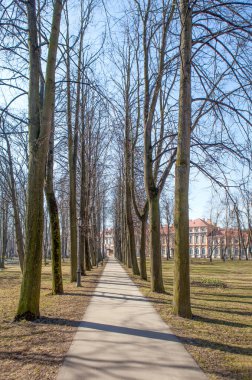 Güneş altındaki patika ve ağaçların manzarası parkı aydınlattı, St. Petersburg, Rusya