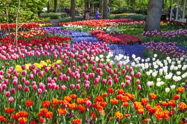 Parlak gün ışığında açan laleler ve parkta arka planda olan insanlar.